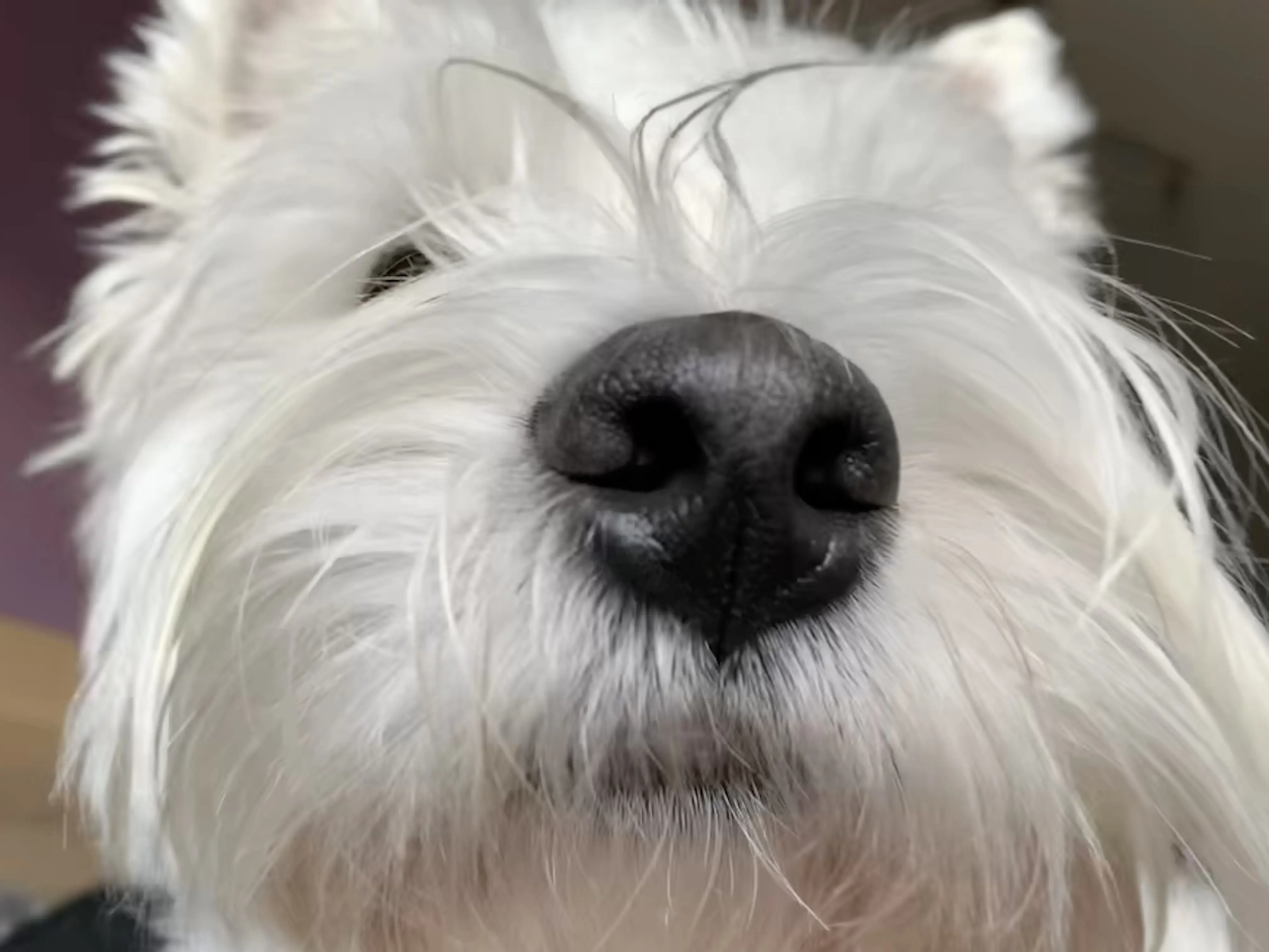 A boopable dog